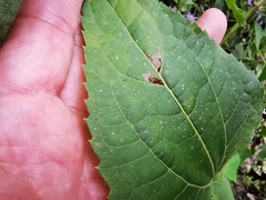 Koanophyllon richardsonii
