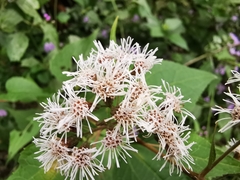 Koanophyllon richardsonii