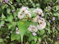 Koanophyllon richardsonii