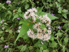 Koanophyllon richardsonii