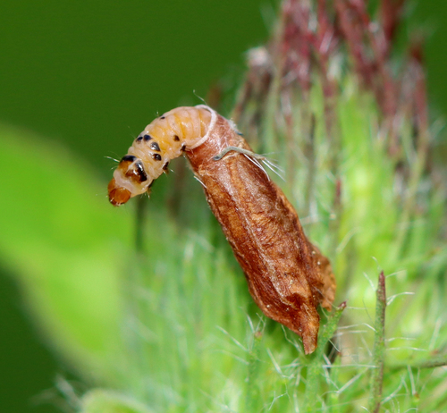 Red clover casebearer moth photo 2