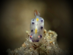 Hypselodoris infucata