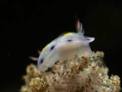 Hypselodoris infucata