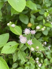 Asteraceae