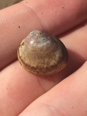 Laevicardium substriatum