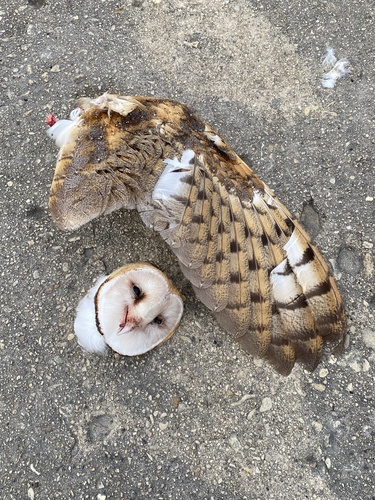 American Barn Owl photographed in Illinois