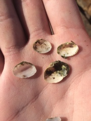 Cryptomya californica