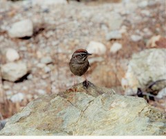 Aimophila ruficeps canescens