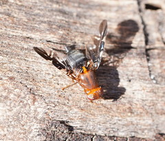 Acanthonevroides basalis