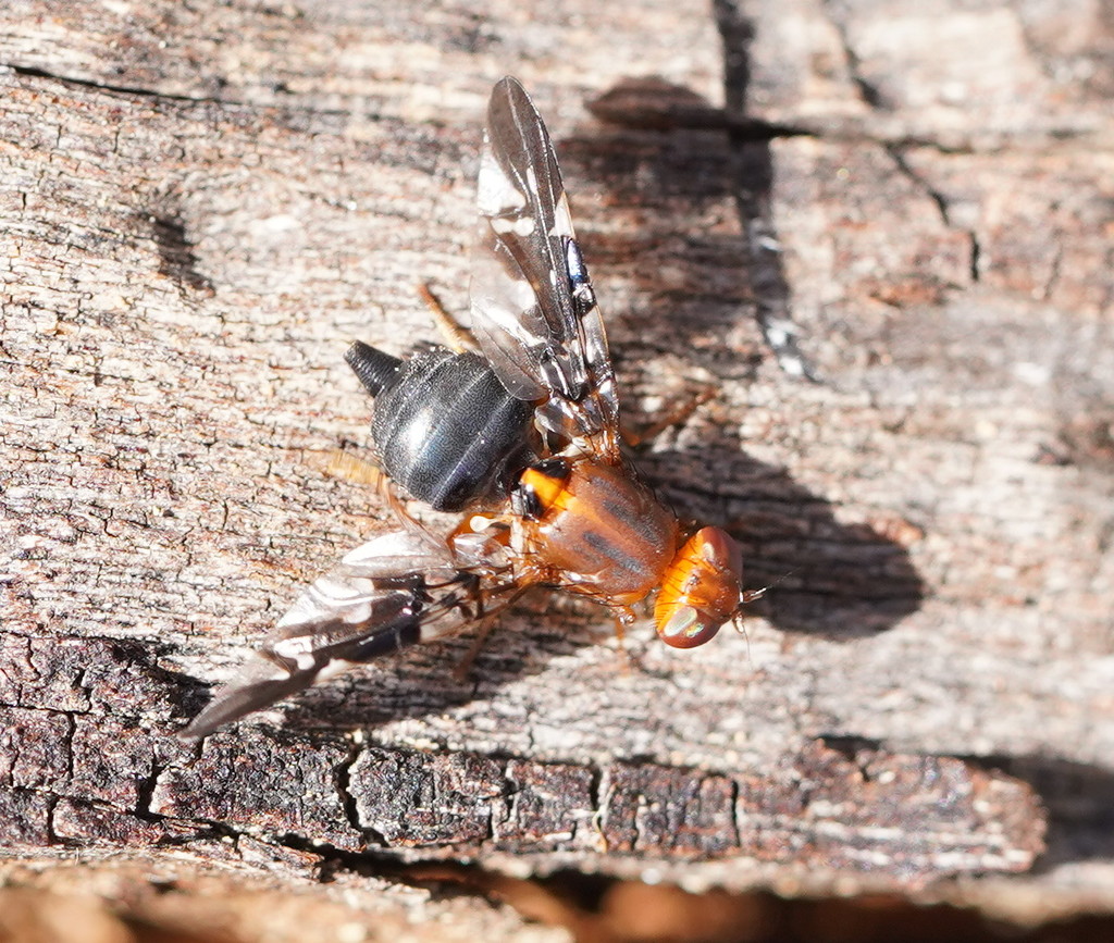 Acanthonevroides basalis