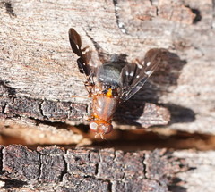 Acanthonevroides basalis