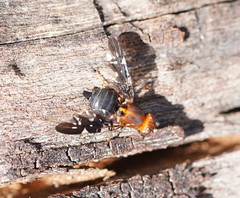 Acanthonevroides basalis