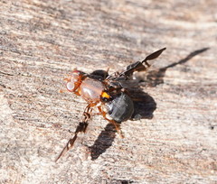 Acanthonevroides basalis