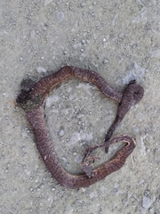 Chilabothrus striatus