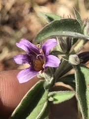 Dyschoriste hirsutissima