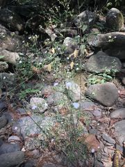 Stevia trifida