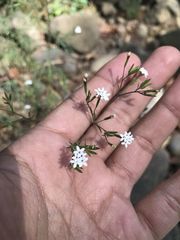 Stevia trifida