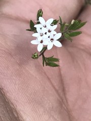 Stevia trifida