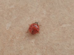 Harmonia axyridis