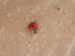 Harmonia axyridis