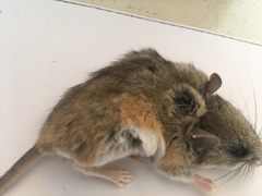 Peromyscus eremicus