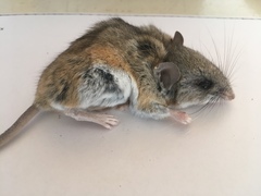Peromyscus eremicus