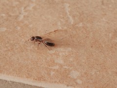 Crematogaster