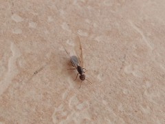 Crematogaster