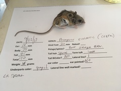 Peromyscus eremicus