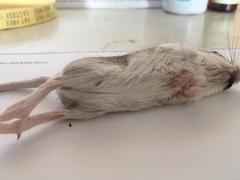 Chaetodipus penicillatus