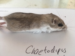 Chaetodipus penicillatus