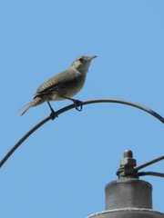 Troglodytes aedon