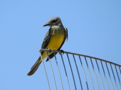 Tyrannus melancholicus