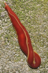 Arthurdendyus testaceus