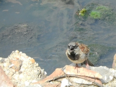 Passer domesticus