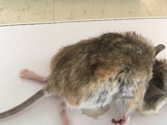 Peromyscus eremicus