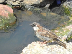 Passer domesticus