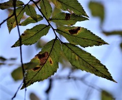Stegophora ulmea