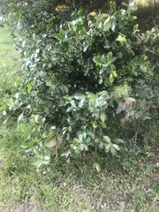 Daphnopsis racemosa
