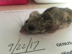 Peromyscus eremicus