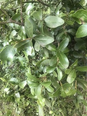 Daphnopsis racemosa