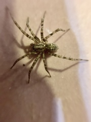 Tegenaria domestica