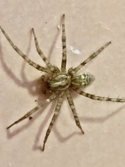 Tegenaria domestica