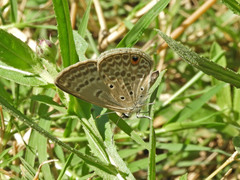 Euchrysops malathana