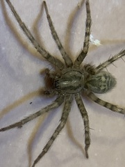Tegenaria domestica