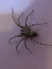 Tegenaria domestica