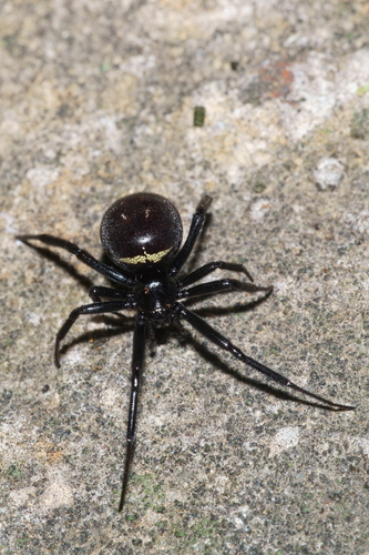 Black Cobweb Spider