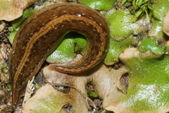 Australopacifica mariae