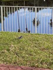 Cyanocitta cristata image