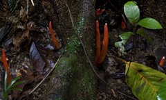 Trichoderma cornu-damae